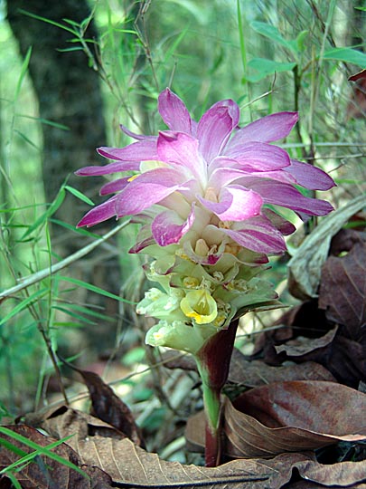 A blooming flower along the Kangchenjunga Trek, Nepal 2006