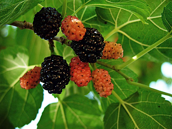 Mulberries on a tree in Kure Mountains, Turkey 2003