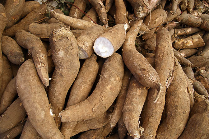 Unprocessed cassava roots (Manihot esculenta, Yuca) in Huaraz market, Peru 2008