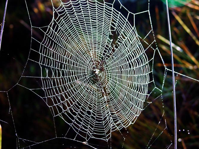 A spider web, Horton Plains, Sri Lanka 2002