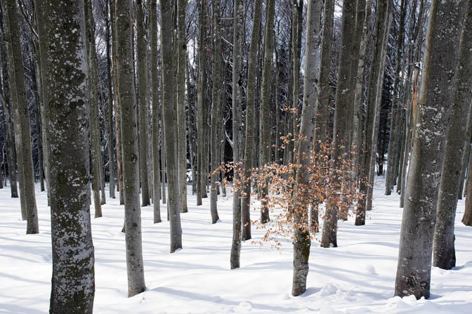 European Beech (Fagus, Buchen, Fagus sylvatica) trees, The Black Forest 2013