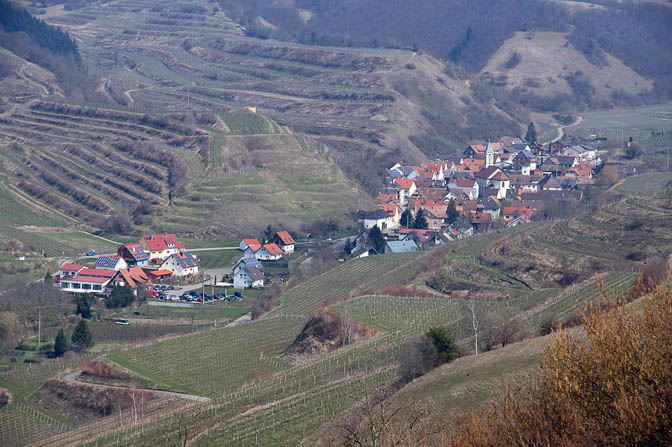 Schelingen surrounded by vineyards from Badberg ,Kaiserstuhl 2013