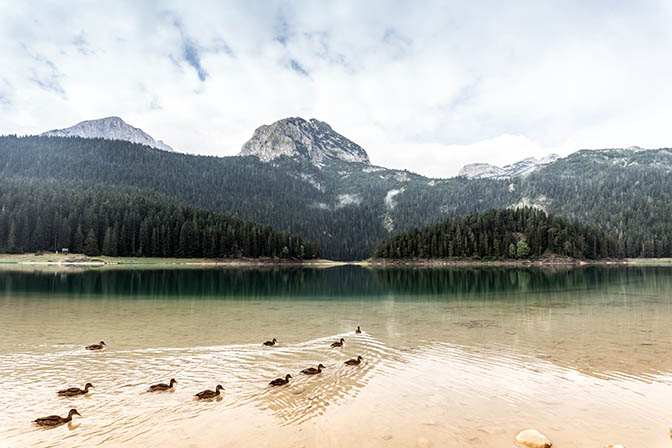 Ducks in The Black Lake (Crno Jezero), Durmitor Mountains 2019