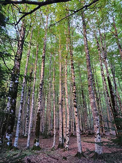 Birch (Betula ermanii) tree trunks in Anisclo Canyon, Aragon 2023