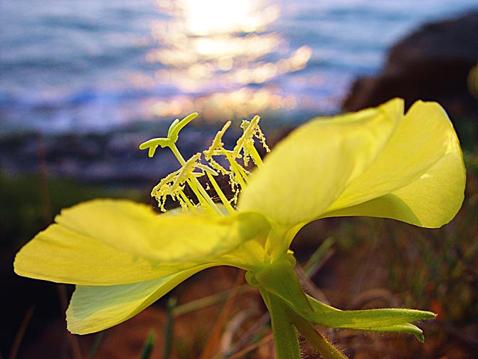 The Evening Primrose (Oenothera drummondii) blossom at sunset, Sharon Beach National Park, The Israel National Trail 2003
