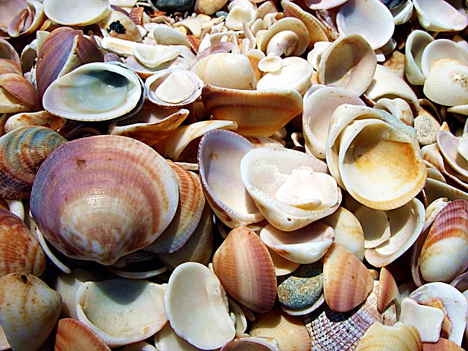 קונכיות הנעמית ב'מפרץ הצדפים' בשמורת הטבע דור-הבונים, 2001