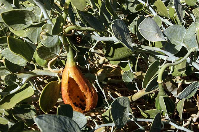 The fruit of Capparis sinaica in Racham creek, The Israel National Trail 2009