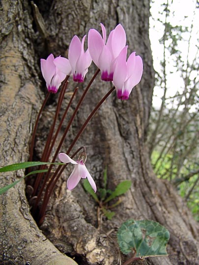 Flowers of Cyclamen persicum burst from an olive tree trunk on the ancient terraces of Ein Kerem, 2008