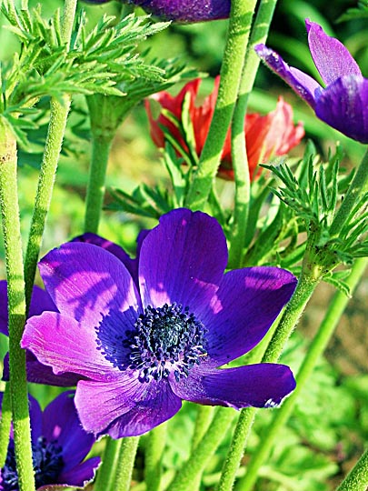 An Anemone coronaria blooms in blue in the Tabor Creek, the Lower Galilee 2002