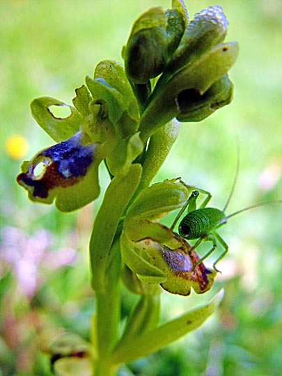 An Isophya savignyi on an Ophrys lutea in Meiron Creek, the Upper Galilee 2003