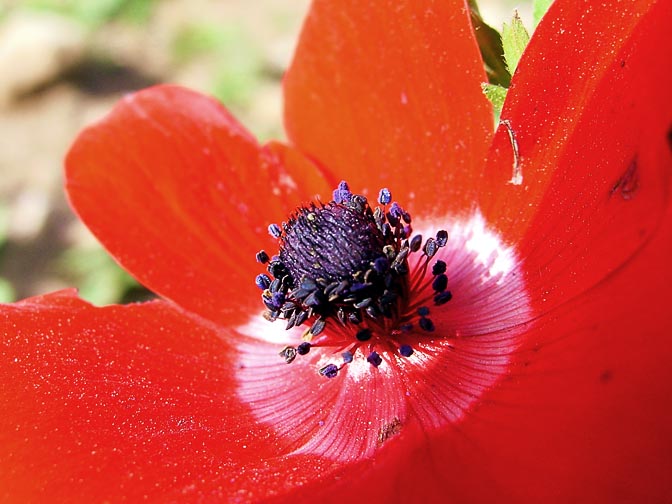 An Anemone coronaria blooms in red in the Carmel, 2002