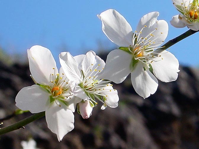 An almond tree (Amygdalus communis) blooming  in the Tabor Creek, the Lower Galilee 2002