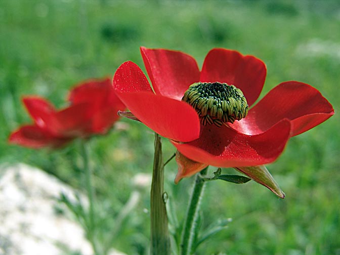 A Ranunculus asiaticus blooms in red in Nazareth, the Lower Galilee 2006