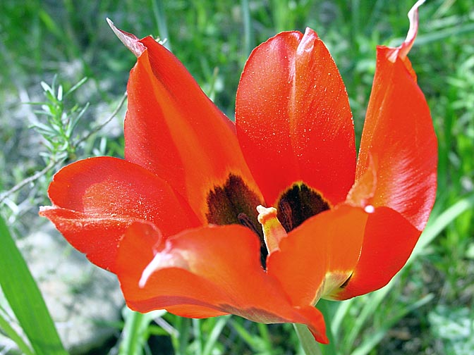 A Tulip (Tulipa agenensis) blossom in the Carmel, 2002