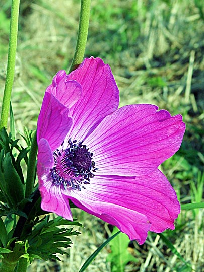 A pink bloom of Anemone coronaria in the Tabor Creek, the Lower Galilee 2002