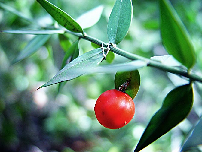 The red fruit of a Ruscus aculeatus in Mount Meiron, the Upper Galilee 2003