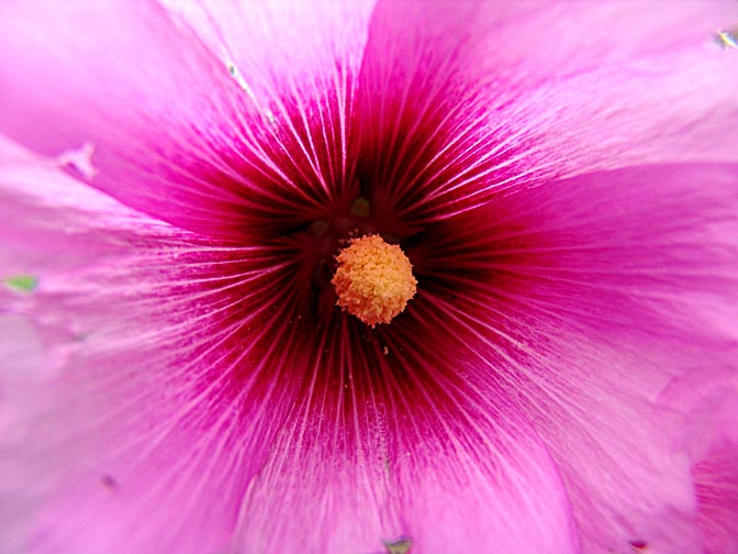 The blossom of an Alcea setosa in the Carmel, 2006