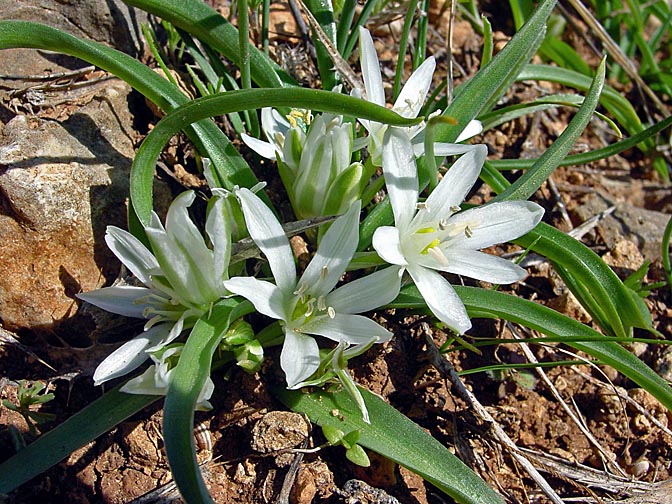 An Ornithogalum montanum blossom in the Tabor Creek, the Lower Galilee 2002