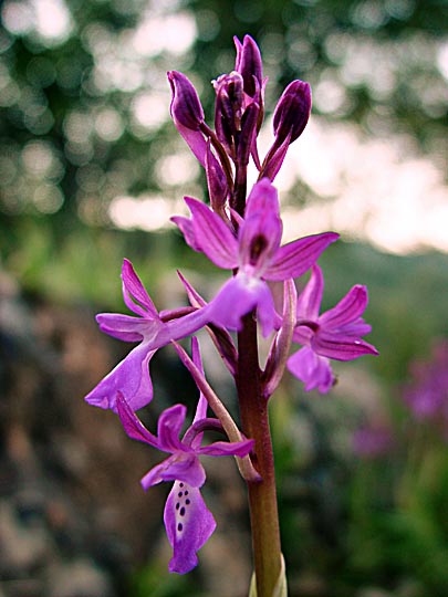 The Orchis anatolica blossoms in Mount Meiron, the Upper Galilee 2003