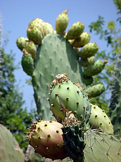 An Opuntia ficus-indica (Sabras, Ferocious Prickly Pear) in the Banias nature reserve, the Golan Heights 2003