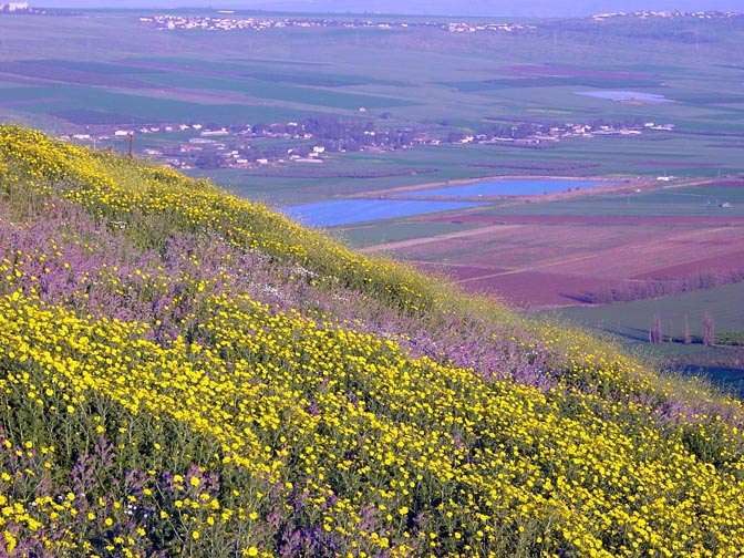 An Echium judaeum and Chrysanthemum coronarium multicolor field in Yavniel valley, the Lower Galilee 2002