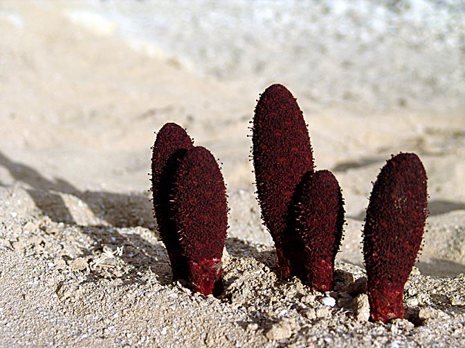 The Dog's tail (Cynomorium coccineum) emerges from a sand bed in Peres Creek, the South Judean Desert 2006