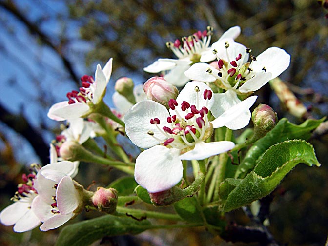 The Pyrus syriaca blossoms in Mount Meiron, the Upper Galilee 2003