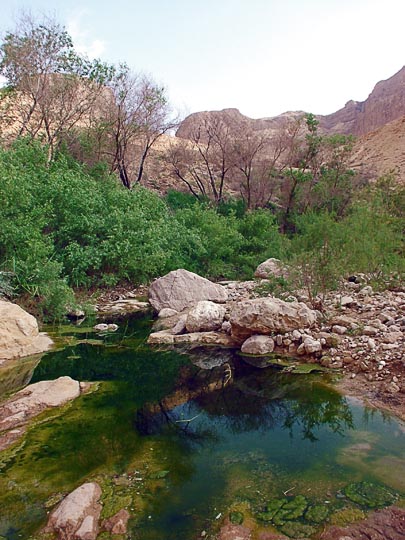 The pool of Tzaftzafa Spring in the Hardoof Creek, 2003