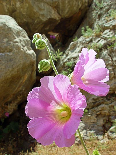 An Alcea setosa blossom near Prat Spring in the Prat Creek (Wadi Kelt), the northern borderline of the Judean Desert, 2003