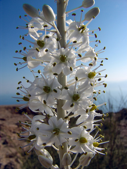 A Squill (Urginea maritima) blooms near Michvar Observation Post, 2006