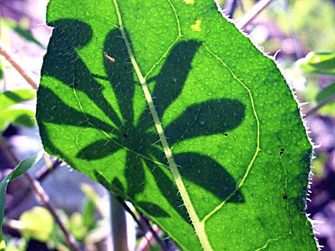 An Anchusa strigosa leaf and a Lupinus palaestinus leaf silhouette in it, the Tabor Creek, The Lower Galilee 2003