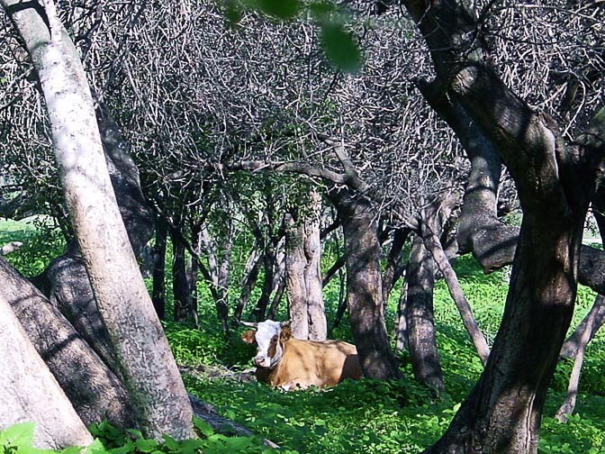 A small wood of Faidherbia albida trees in Tabor Creek, The Lower Galilee 2002