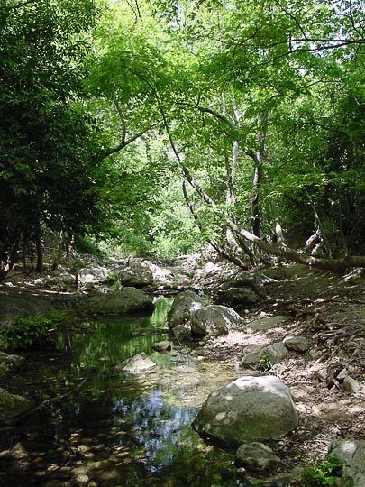 A stream and flora in the Keziv Creek, The Upper Galilee 2001