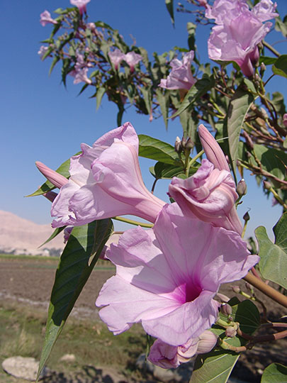 Pink blossom of Convolvulus arvensis in Colossi of Memnon, 2006