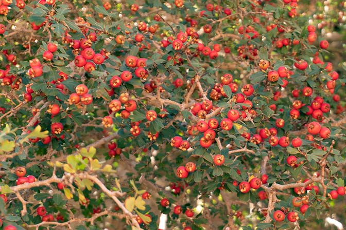 Hawthorn (Crataegus pinnatifida) red fruits in Wadi Talaa Kibira, 2021