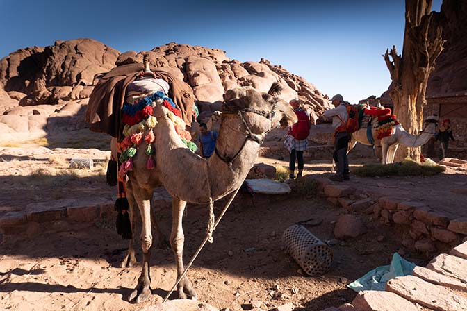 The camels carry the luggage at Farsh Eliyas (Elijahs Basin), 2021