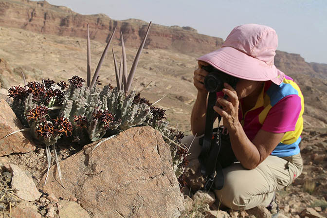 I shoot a Caralluma tuberculata in Jabal Umm Asaawer, 2018 (photographed by Boaz Langford)