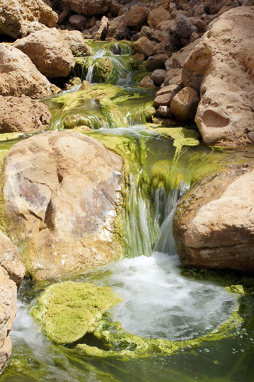Waterfalls and stringy green algae (Chlorophytes) in Wadi Mukheiris, 2012