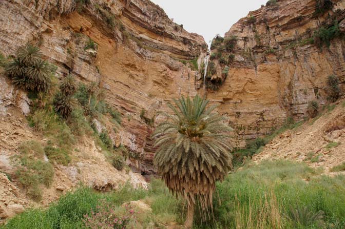 Palm tree at the bottom of the tall waterfall of Wadi Himara, 2012