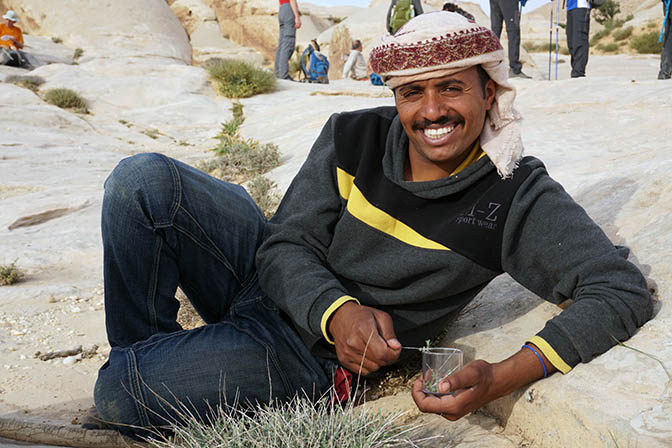 Feras, the Bedouin guide from Al-Badol tribe of Petra, collects plants for tea infusion in Mount Armel, 2017