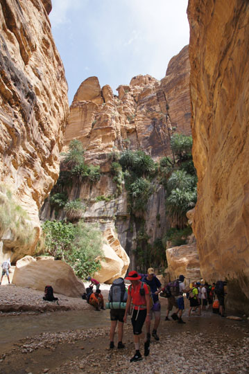 Vegetation on the red sandstone canyon walls (Um Ishrin formation), 2014