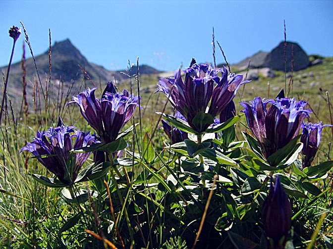 Blue flowers by the Buyuk Deniz Golu, 2005
