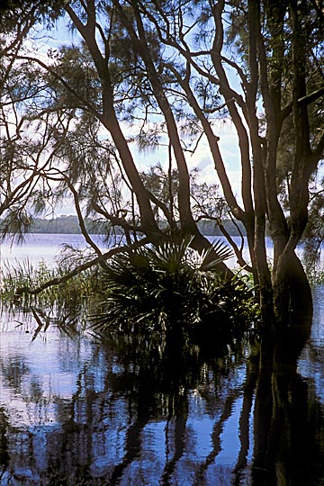 מונגו ברש בפארק הלאומי אגמי מיאל, האגמים הגדולים, צפונית לסידני, ניו סאות' ויילס 2000