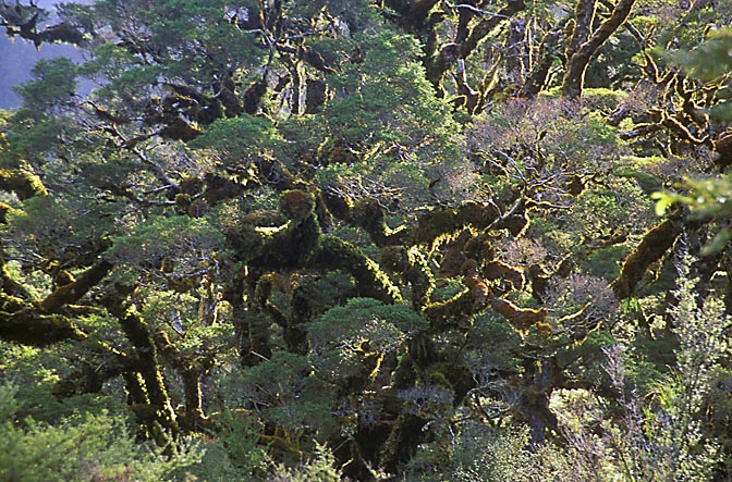 Trees with thick moss in the west coast, the South Island 1999