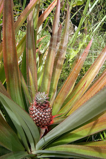 A pineapple plant and fruit, The Kokoda Trek 2009