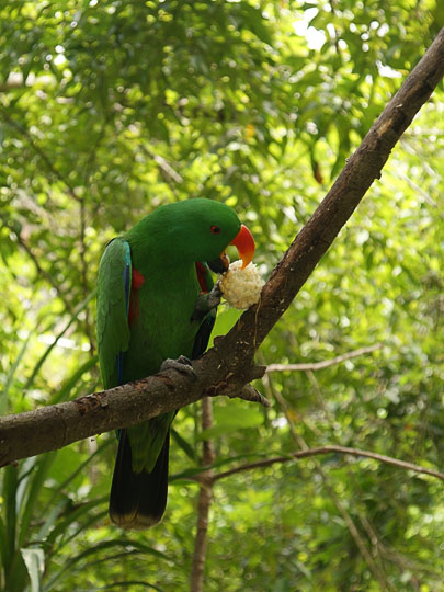 A green parrot eating corn from the cob, Port Moresby Botanical Garden 2009
