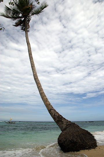 A coconut palm tree on a white sand beach, Kabuni Village 2009