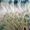 Flora of Israel