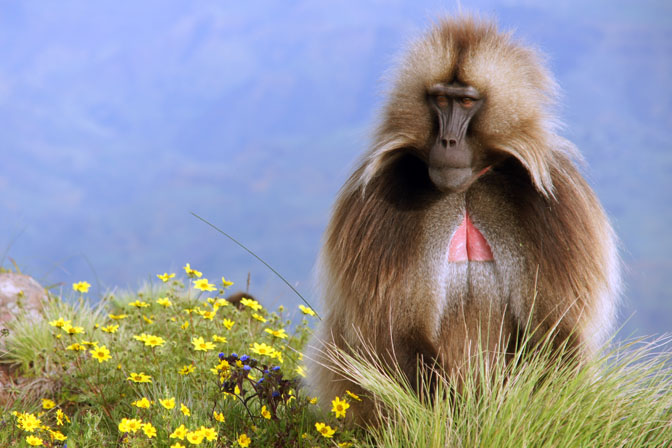 A male Gelada Baboon (Theropithecus gelada), Simien Mountains National Park 2012