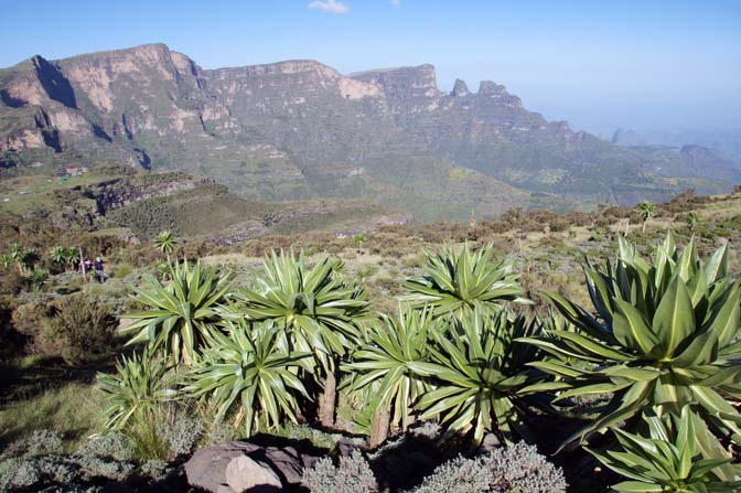 Giant lobelia (Lobelia rhynchopetalum), an the Afro-alpine plant, Simien Mountains National Park 2012